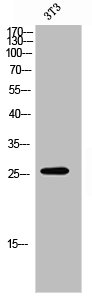 OR7E5P antibody