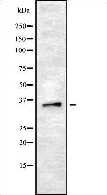 OR8B2/B3 antibody