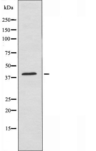 OR8B4 antibody