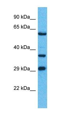 OR8H1 antibody