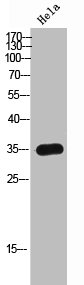 OR8I2 antibody