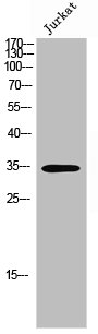 OR8J1 antibody