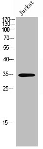 OR8J1 Antibody
