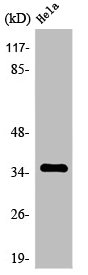 OR8J3 Antibody