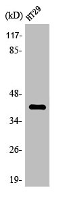 OR8S1 antibody