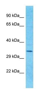 OR9I1 antibody