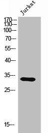 OR9Q1 Antibody