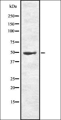 ORAI1 antibody