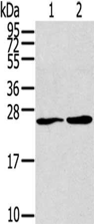ORAI1 Antibody