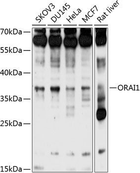 ORAI1 antibody
