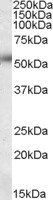Goat anti-ORAI1 / CRACM1 Antibody