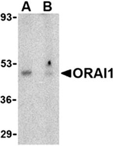 ORAI1 Antibody