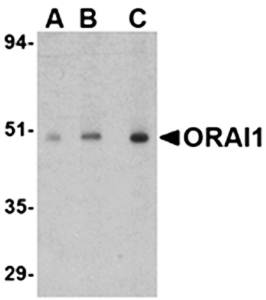 ORAI1 Antibody