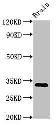 ORAI1 Antibody