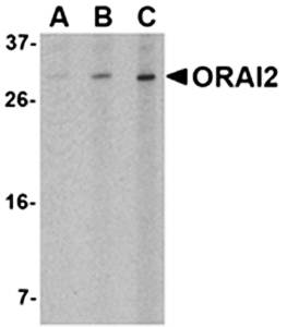 ORAI2 Antibody
