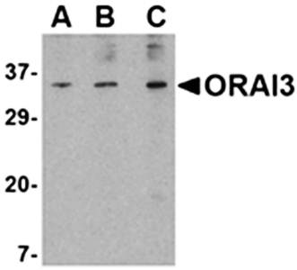 ORAI3 Antibody