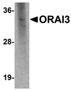 ORAI3 Monoclonal Antibody