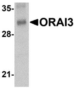 ORAI3 Monoclonal Antibody