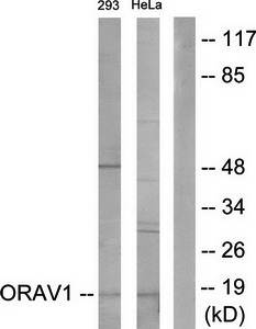 ORAOV1 antibody