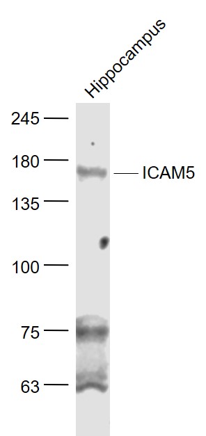 ICAM5 antibody