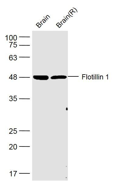 Flotillin 1 antibody