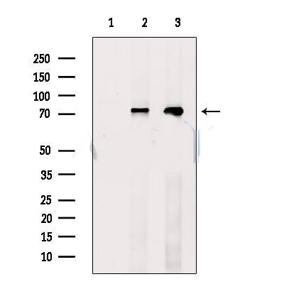 GTPase Activating Protein (Phospho-Ser387) antibody
