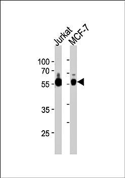 ZNF434 antibody