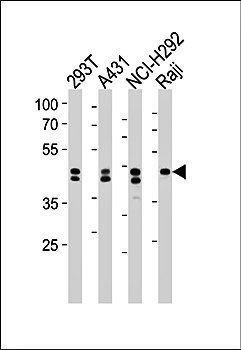 HNRNPD antibody