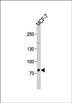 ZNF483 antibody