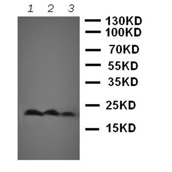 Anti-CD90/Thy1 Antibody