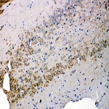 Syndecan 3/SDC3 Antibody