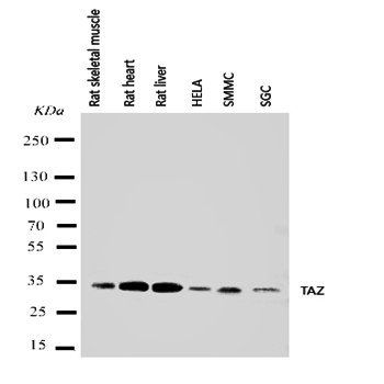 Tafazzin/TAZ Antibody