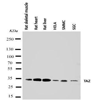 Anti-Tafazzin/TAZ Antibody