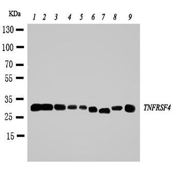 CD134/OX40/TNFRSF4 Antibody