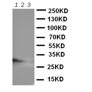 CD134/OX40/TNFRSF4 Antibody