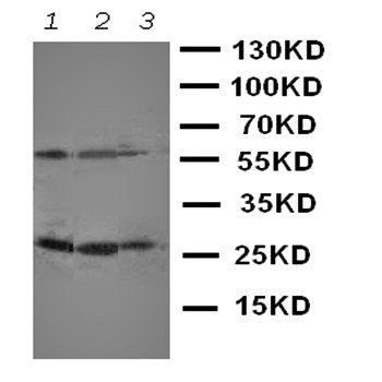 CD134/OX40/TNFRSF4 Antibody