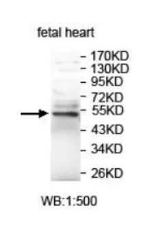 ISLR antibody