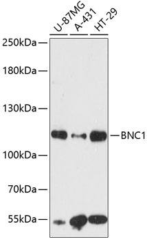 BNC1 antibody