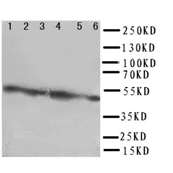 Coxsackie Adenovirus Receptor/CXADR Antibody