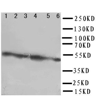 Anti-Coxsackie Adenovirus Receptor/CXADR Antibody