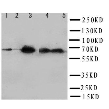 Anti-SHP2/PTPN11 Antibody