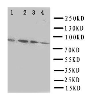 Transcription factor Sp4 Antibody