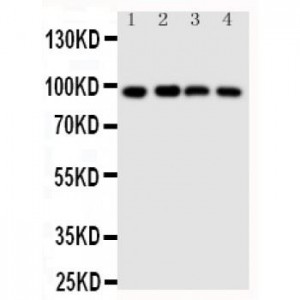 SIDT1 antibody