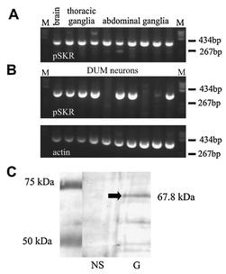 PSKR Antibody