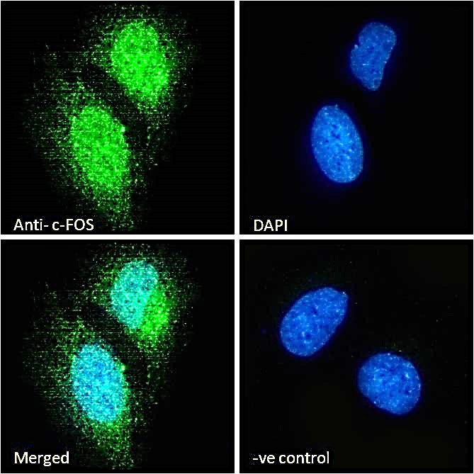 Goat anti-c-FOS (aa283-295) Antibody
