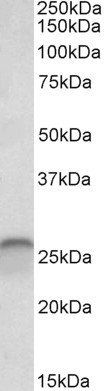 Goat anti-calbindin D28 Antibody