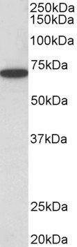 Goat anti-Histone Deacetylase 1 Antibody