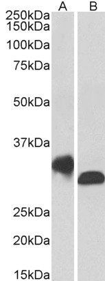 Goat anti-NEK7 (aa 274-286) Antibody