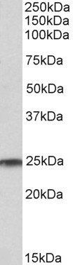 Goat anti-RAN (aa 197-210) Antibody