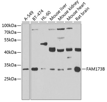 FAM173B Antibody